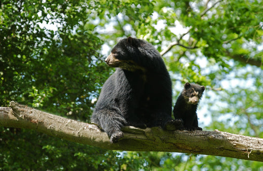Spectacled Bear with its cub in the Andean forests, highlighting the bond between mother and offspring in their natural habitat