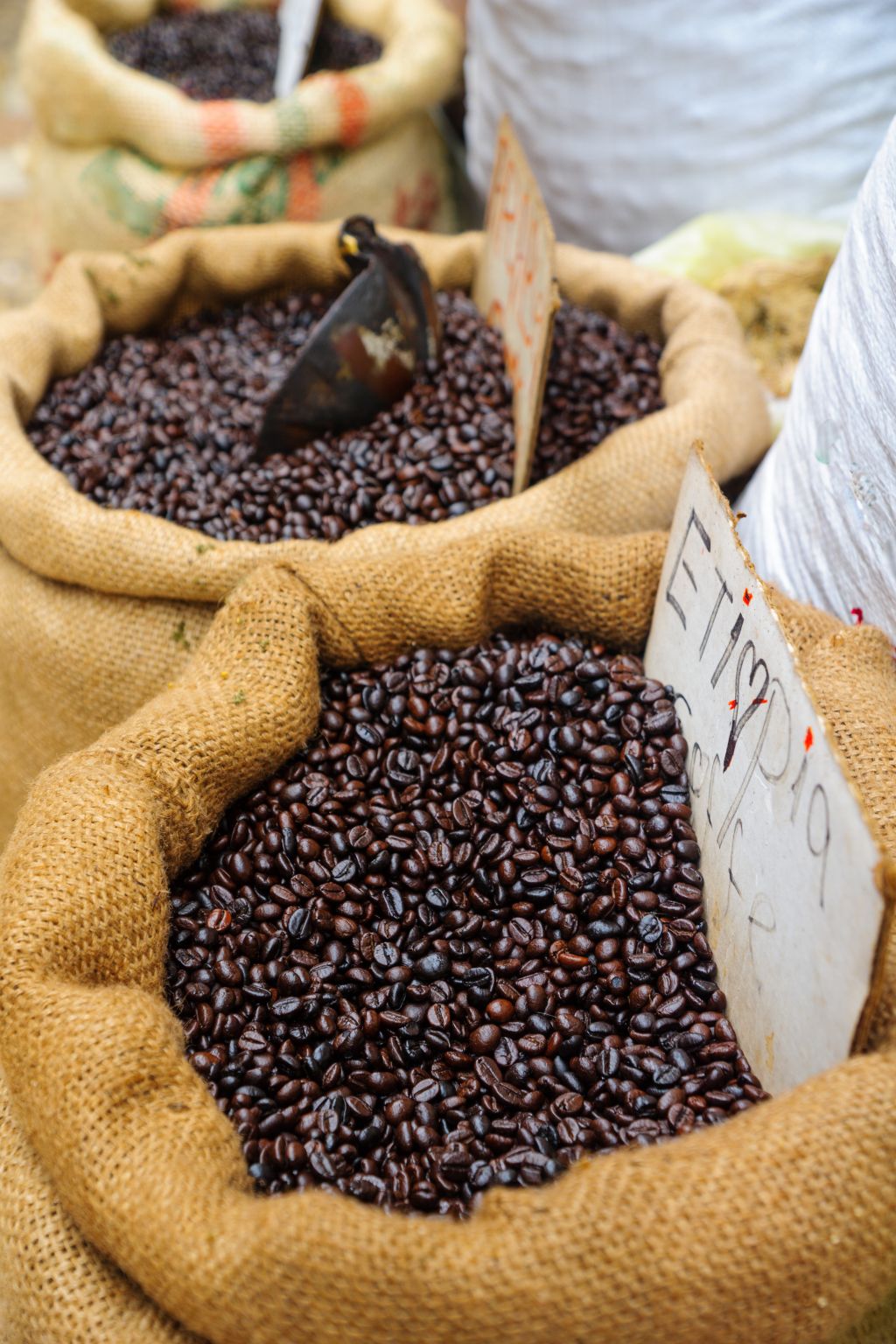 Tropical Bear Coffee Ethiopia Specialty Coffee Single-Origin Coffee Beans