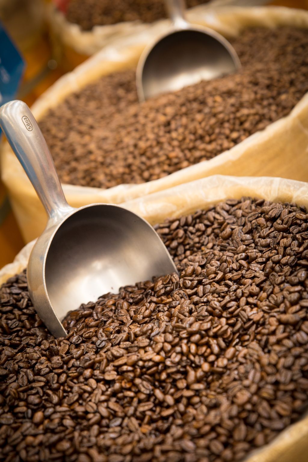Tropical Bear Coffee Freshly Roasted Specialty Coffee Breakfast Coffee Blend