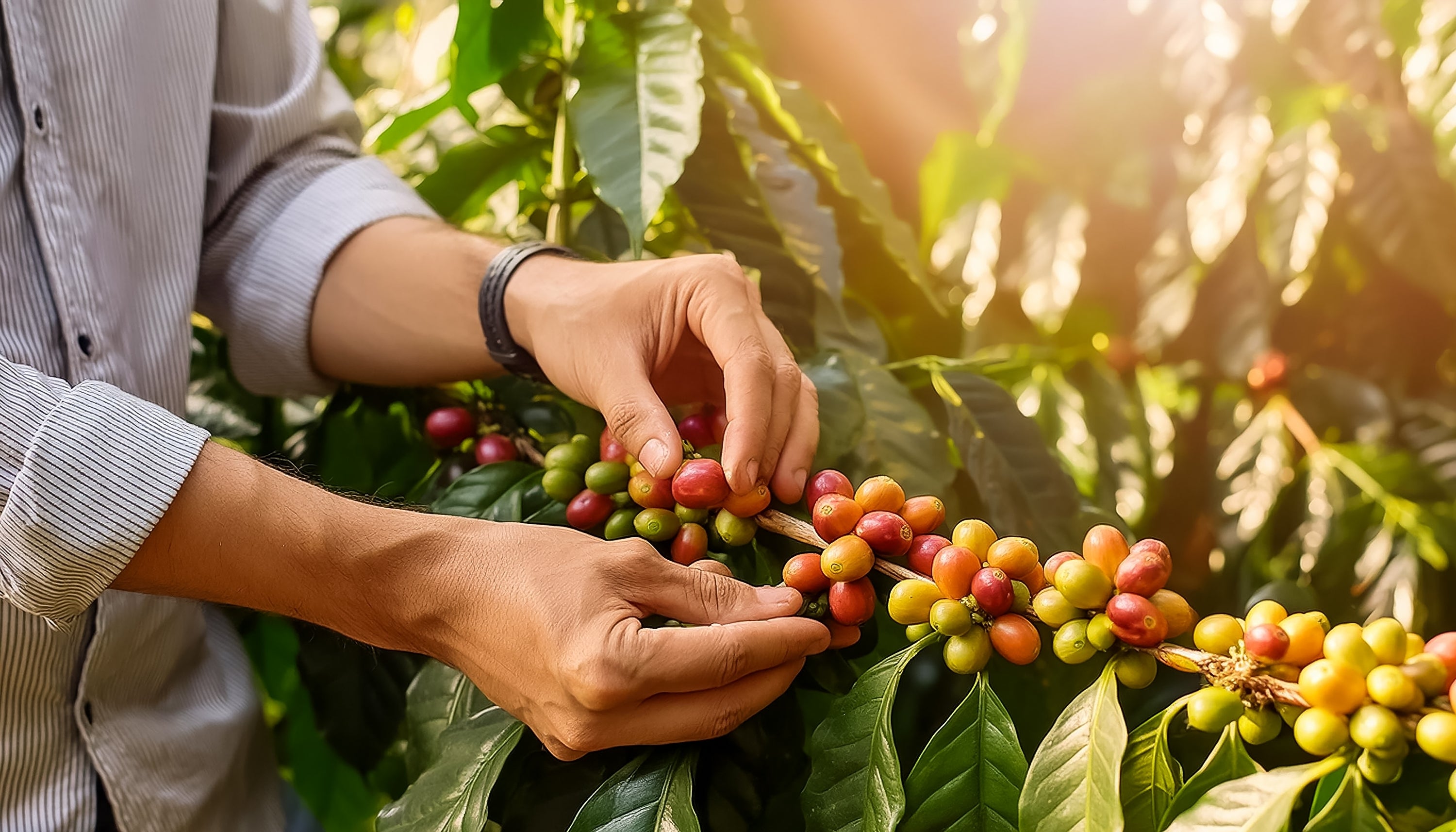 Hand-picking ripe coffee cherries from a coffee plant on a coffee farm, suggests the hard work to produce good coffee.