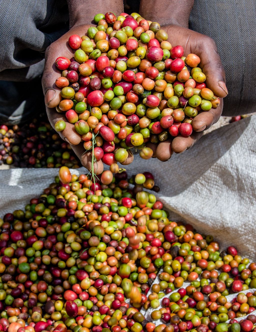 Papua New Guinea Specialty Coffee Beans Single-Origin Coffee