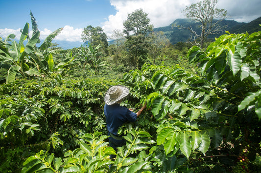 coffee farmer on a coffee plantation 