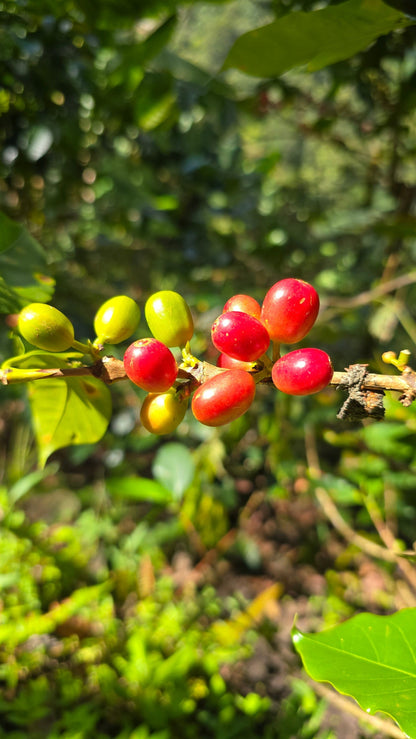 Tropical Bear Coffee in Colombia Coffee Cherries on a Coffee Plant Ethical Coffee Organic Coffee