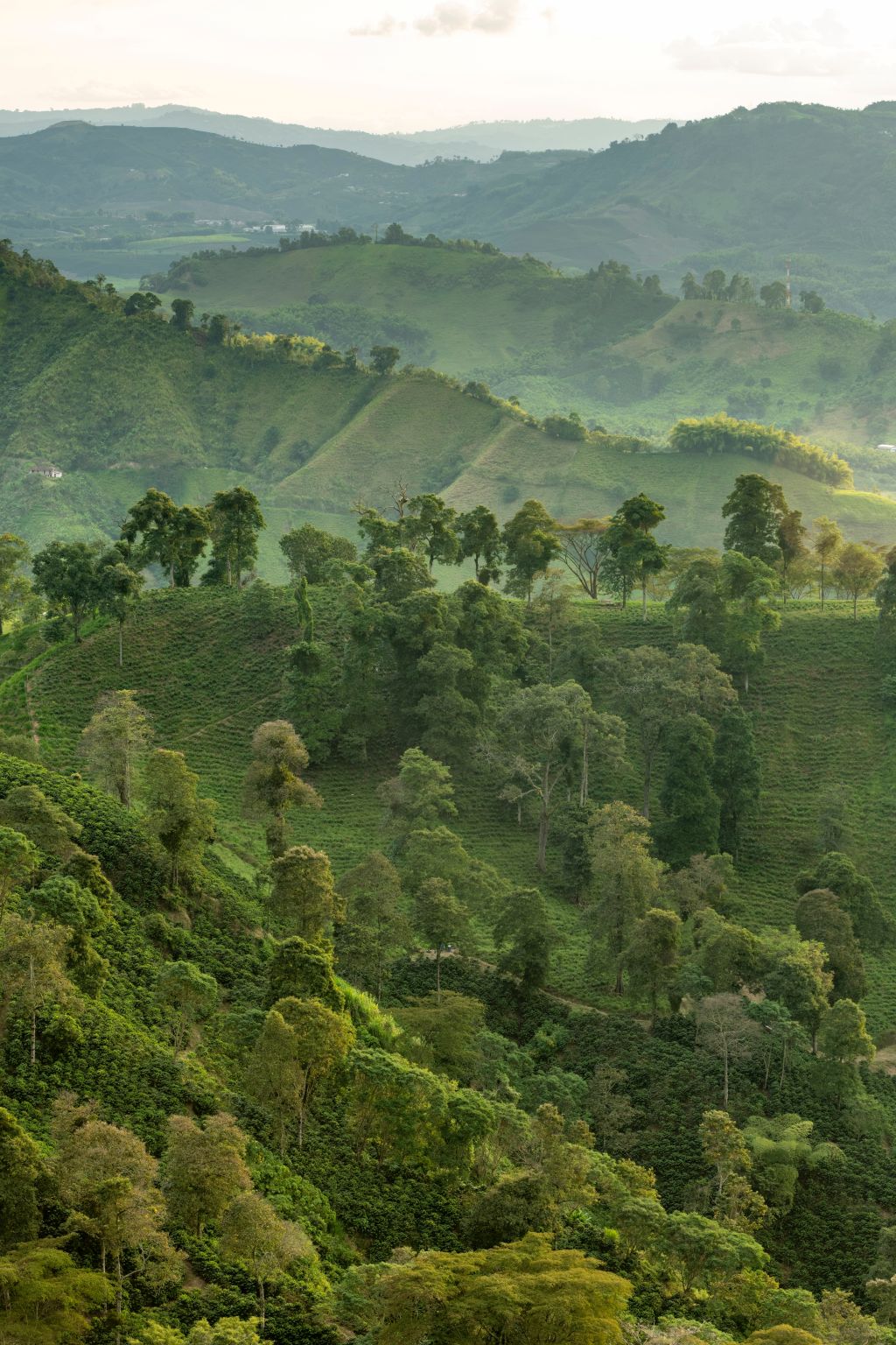 Tropical Bear Coffee Farm in Colombia Aerial