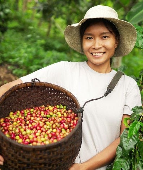 Person holding a basket of coffee cherries in a coffee plantation