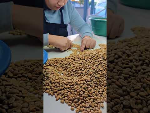 Hand selecting coffee beans on a coffee farm in Colombia.